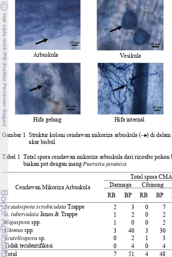 Tabel 1  Total spora cendawan mikoriza arbuskula dari rizosfer pohon bisbul dan 