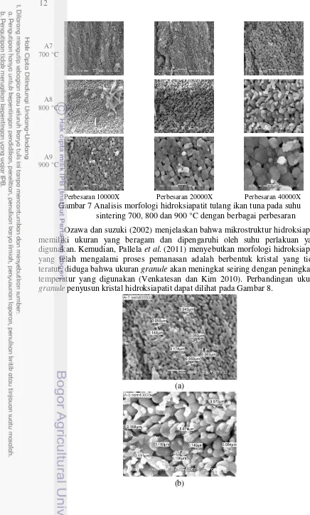 Gambar 7 Analisis morfologi hidroksiapatit tulang ikan tuna pada suhu  