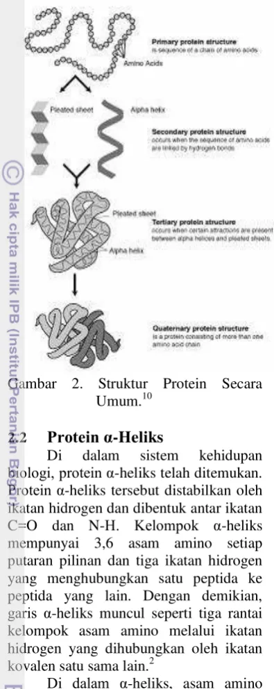 Gambar 2. Struktur Protein Secara 