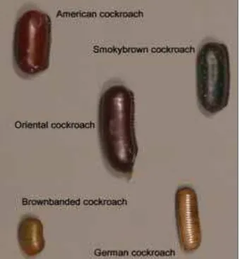 Fig. 2.3. Nymphal cockroaches of the five most impor-tant urban pest species