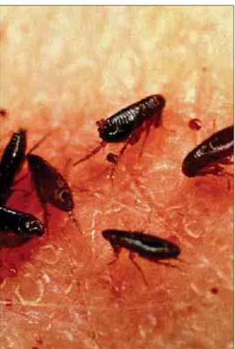 Fig 5.1.  Adult fleas feed exclusively on blood