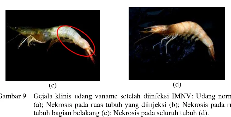 Gambar 9 Gejala klinis udang vaname setelah diinfeksi IMNV: Udang normal 