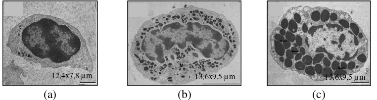 Gambar 10  Sel hemosit udang: Hialin (a), Semi granular (b), dan Granular (c) 