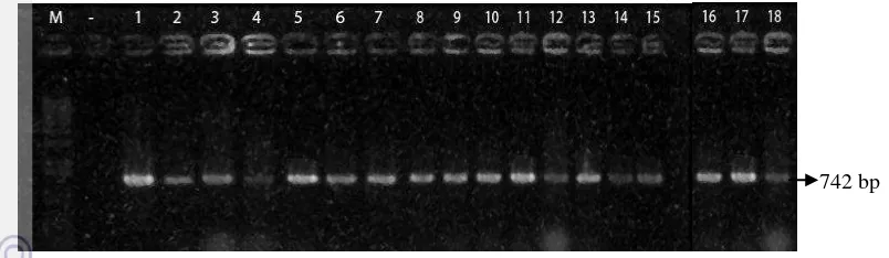 Gambar 6 Elektroforegram PCR terhadap gen   OsMADS18 , M = 1kb, kontrol negative (-) non 