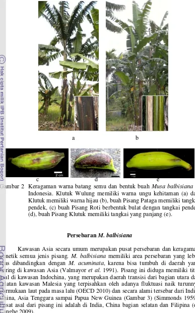 Gambar 2  Keragaman warna batang semu dan bentuk buah Musa balbisiana di 
