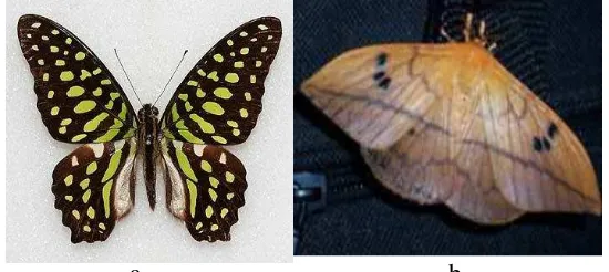 Gambar 1. Hewan ordo Lepidoptera; a. Kupu-kupu; b. Ngengat (Maulidia, 2011) 