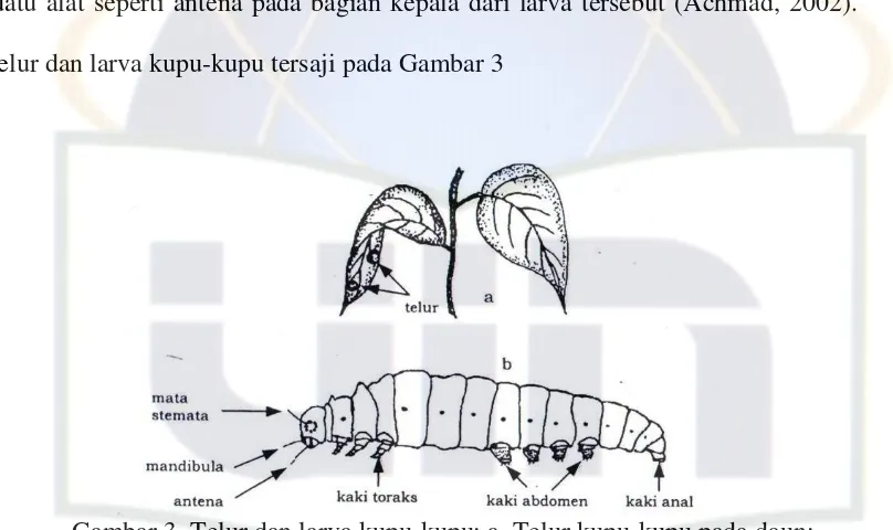 Gambar 3. Telur dan larva kupu-kupu: a. Telur kupu-kupu pada daun; 