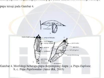 Gambar 4. Morfologi beberapa pupa (kepompong) kupu ; a. Pupa Euploea; 