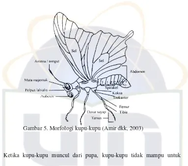 Gambar 5. Morfologi kupu-kupu (Amir dkk, 2003) 