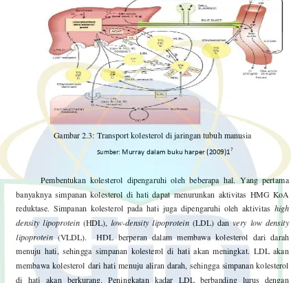 Gambar 2.3: Transport kolesterol di jaringan tubuh manusia 