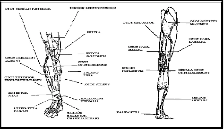 Gambar 9. Struktur Anatomi Tungkai (Sumber: John V. Basmajian & Charles E. Slonecker, 1995: 25) 
