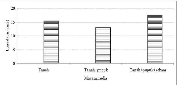 Gambar 4. Rata-rata luas daun lada pada beberapa macam media