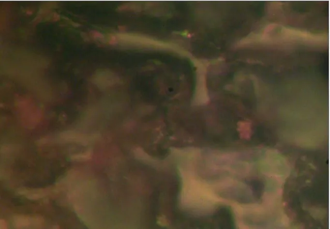 Gambar 5. Foto Mikroskopi dengan Perbesaran 1000 Kali pada Permukaan Sampel Baja Karbon API 5L X65 Sebelum Pemaparan (Blanko)
