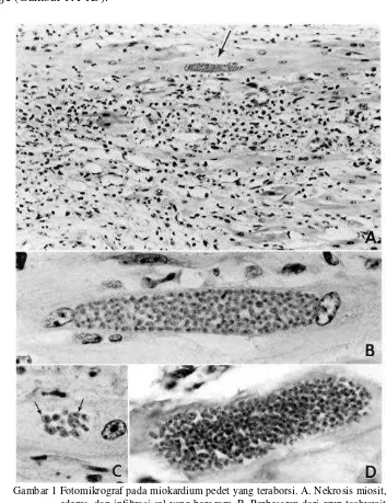 Gambar 1 Fotomikrograf pada miokardium pedet yang teraborsi. A. Nekrosis miosit, edema, dan infiltrasi sel yang beragam
