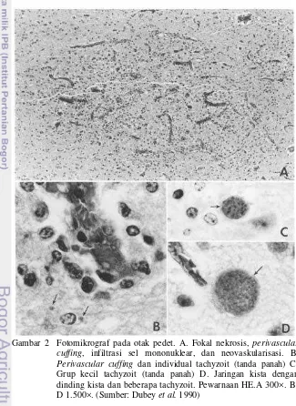 Gambar 2  Fotomikrograf pada otak pedet. A. Fokal nekrosis,  perivascular 