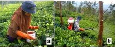 Tabel 2  Dosis pupuk tanaman teh belum menghasilkan (TBM) di Unit Perkebunan Bedakah tahun 2013a 