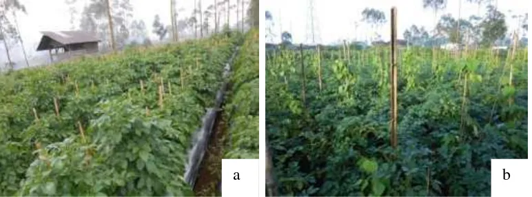 Gambar  2  Layout petak amatan dan penentuan tanaman contoh pada pertanaman kentang monokultur (a) dan tumpangsari (b) (   = tanaman contoh yang diamati) 