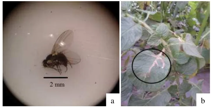 Gambar  5  Imago pengorok daun (Liriomyza huidobrensis) (a) dan gejala korokan pada daun kentang (b) 