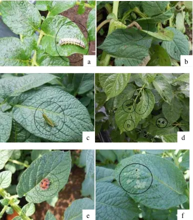 Gambar  6  Hama pemakan daun dan gejala serangan hama pemakan daun 