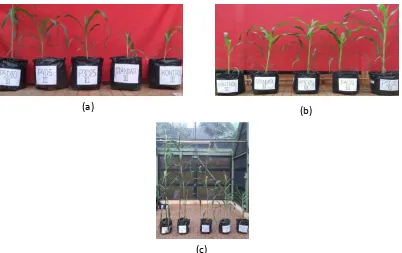 Gambar 2. (a) Tongkol jagung, (b) Bobot panen tanaman 