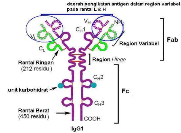 Gambar 1. Struktur Imunoglobulin (williams 2007)  
