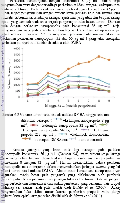 Gambar 6.2 Volume tumor tikus setelah induksi DMBA hingga sebelum 