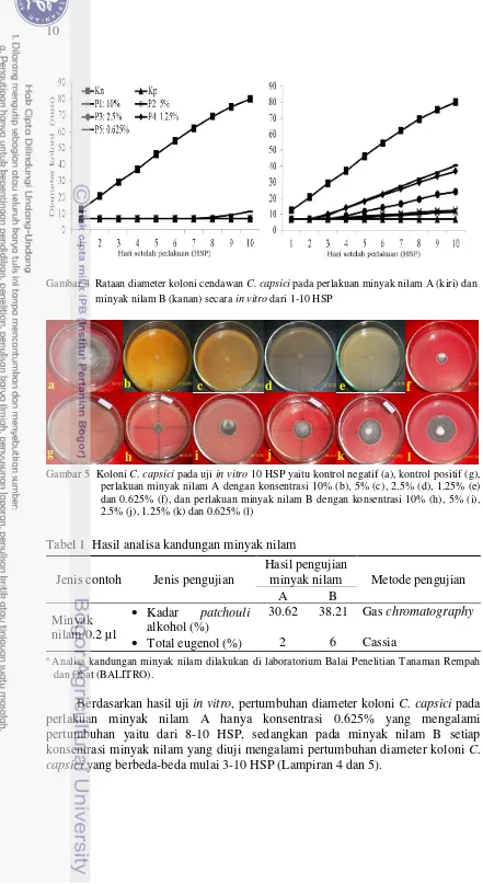 Gambar 4  Rataan diameter koloni cendawan C. capsici pada perlakuan minyak nilam A (kiri) dan  
