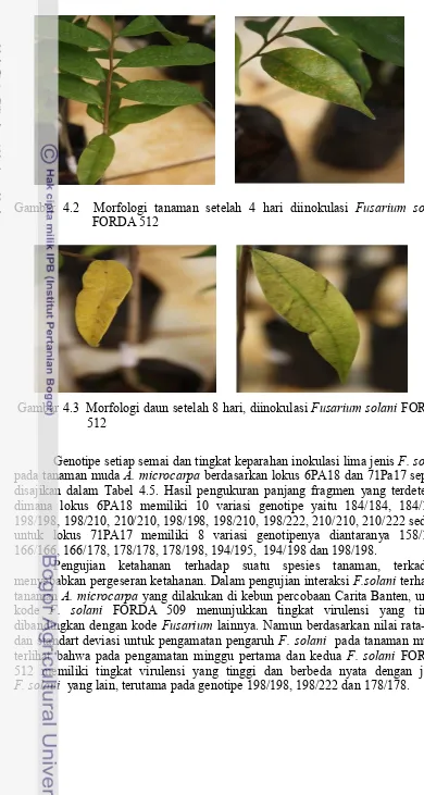 Gambar 4.2  Morfologi tanaman setelah 4 hari diinokulasi Fusarium solani 