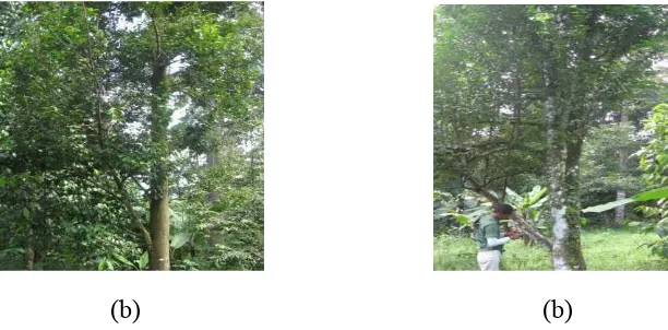 Gambar 2.1  Teknik pengukuran pohon dan daun Aquilaria microcarpa  