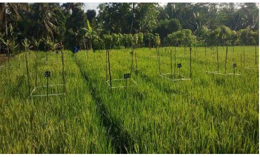 Gambar 1   Pertanaman padi untuk pengamatan walang sangit di Kelurahan Situgede, Bogor 