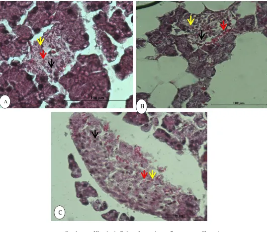 Gambar 6. Gambaran Histologi Pulau Langerhans Pewarnaan Chromium Hematoxylin Gomori A= K1 (Na CMC), B= K2 (Glibenklamid), C= K3 (Kimpul)