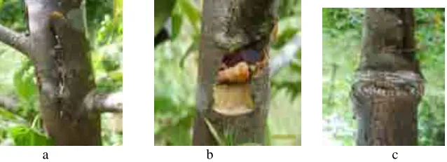 Tabel 1. Hasil pengukuran tinggi dan diameter pada tanaman kapur (D. lanceolata Burck) umur 45 bulan di PT BFI, Sotek  