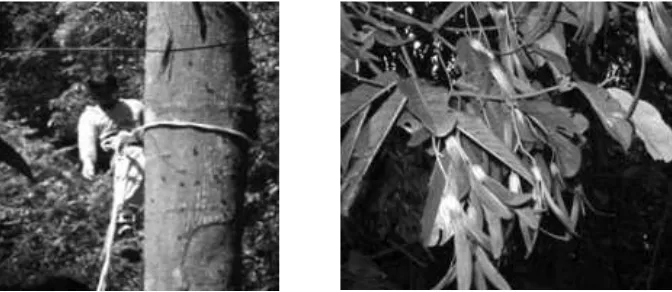 Gambar 2. Pemanjatan pohon induk terpilih untuk memetik buah (kiri) dan