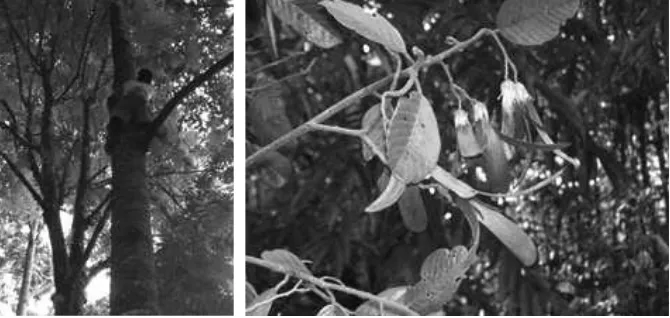Gambar 5. Mengumpulkan buah dengan dipanjat (kiri) dan buah Shorea                  leprosula  (kanan) (Sumber : Asef K.H)