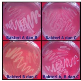 Gambar 10 Hasil uji antagonis isolat bakteri