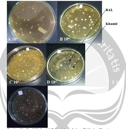 Gambar 19. Hasil Uji Jumlah Bakteri Asam Laktat (BAL) dan Khamir   