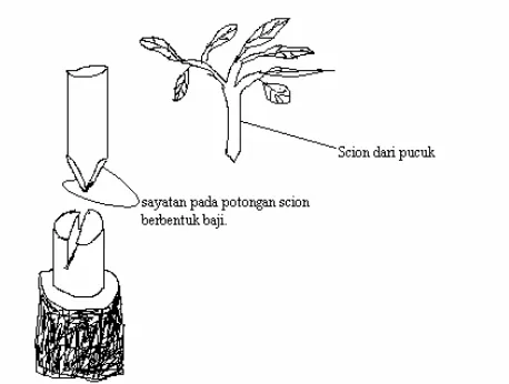 Gambar 3. Ilustrasi cara penyambungan dengan teknik top cleft graf 