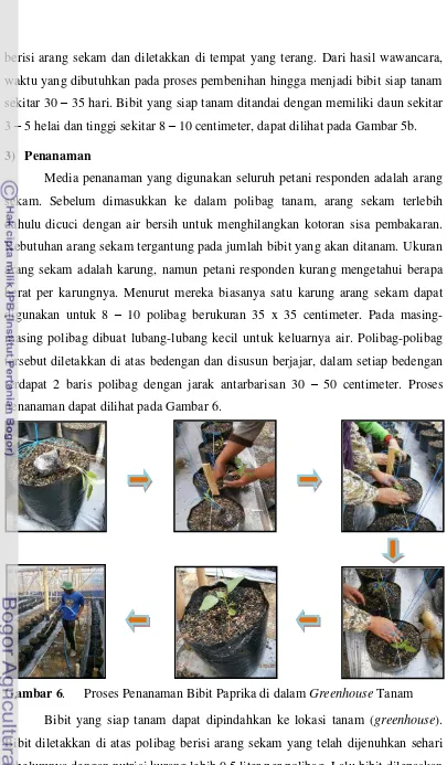Gambar 6. Proses Penanaman Bibit Paprika di dalam Greenhouse Tanam 