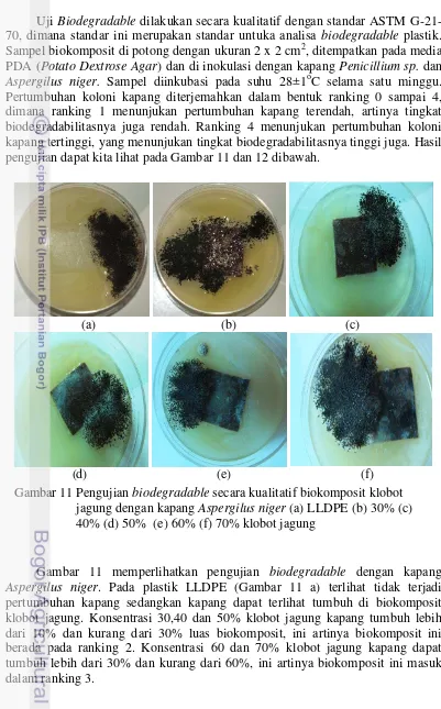 Gambar 11 memperlihatkan pengujian biodegradableAspergilus nigerpertumbuhan kapang sedangkan kapang dapat terlihat tumbuh di biokomposit klobot jagung