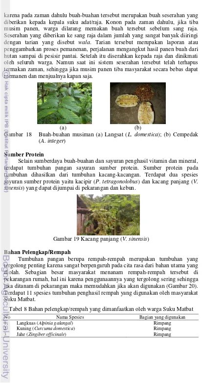 Gambar  18 Buah-buahan musiman (a) Langsat (L. domestica); (b) Cempedak 