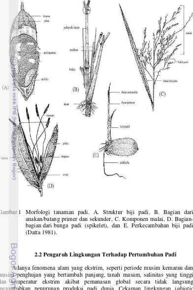 Gambar 1 Morfologi tanaman padi. A. Struktur biji padi, B. Bagian dari