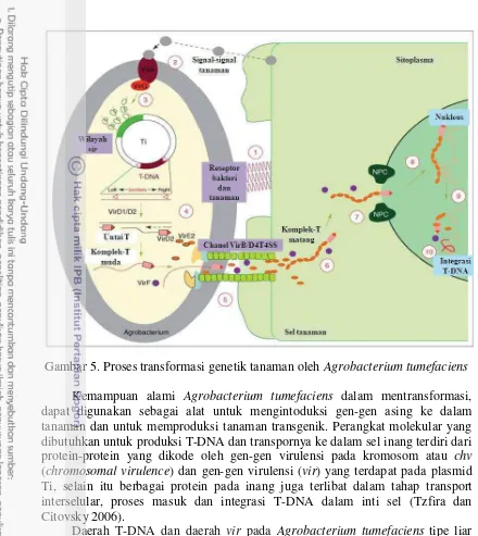 Gambar 5. Proses transformasi genetik tanaman oleh Agrobacterium tumefaciens
