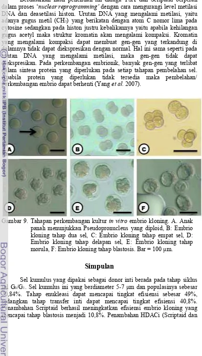 Gambar 9. Tahapan perkembangan kultur in vitro embrio kloning. A. Anak 