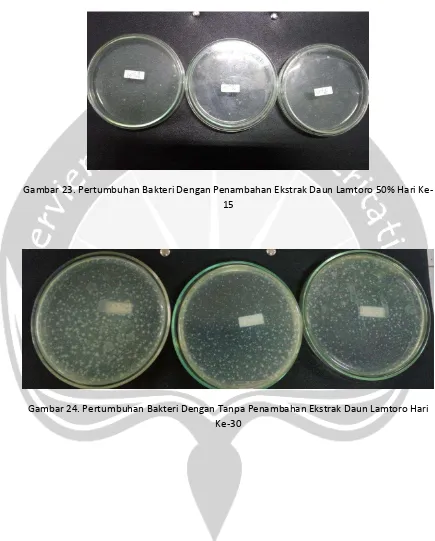 Gambar 23. Pertumbuhan Bakteri Dengan Penambahan Ekstrak Daun Lamtoro 50% Hari Ke-