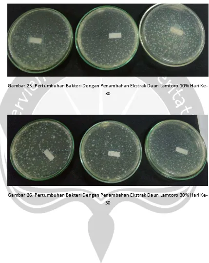 Gambar 25. Pertumbuhan Bakteri Dengan Penambahan Ekstrak Daun Lamtoro 10% Hari Ke-