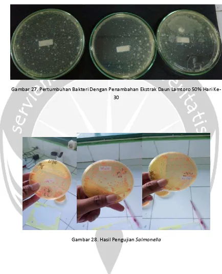 Gambar 27. Pertumbuhan Bakteri Dengan Penambahan Ekstrak Daun Lamtoro 50% Hari Ke-