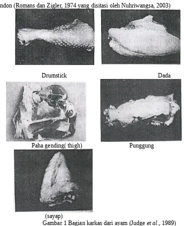 Gambar 1 Bagian karkas dari ayam (Judge et al., 1989)