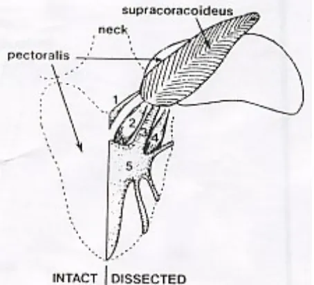 Gambar 2 Bagian otot dada (Swatland, 1984 yang disitasi oleh Soeparno(2005))