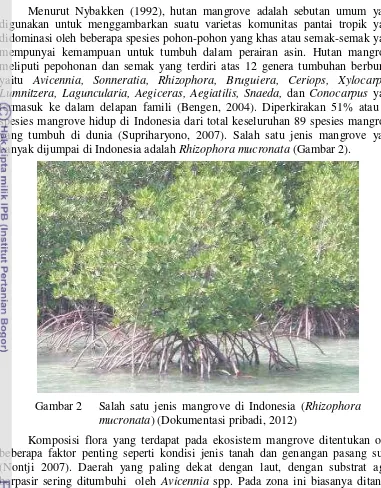 Gambar 2  Salah satu jenis mangrove di Indonesia (mucronata) (Dokumentasi pribadi, 2012) 