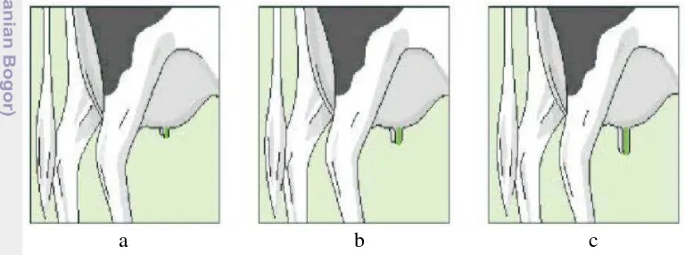 Gambar 1 Panjang puting sapi perah; a) panjang = 3 cm, b) panjang = 6 cm, dan 